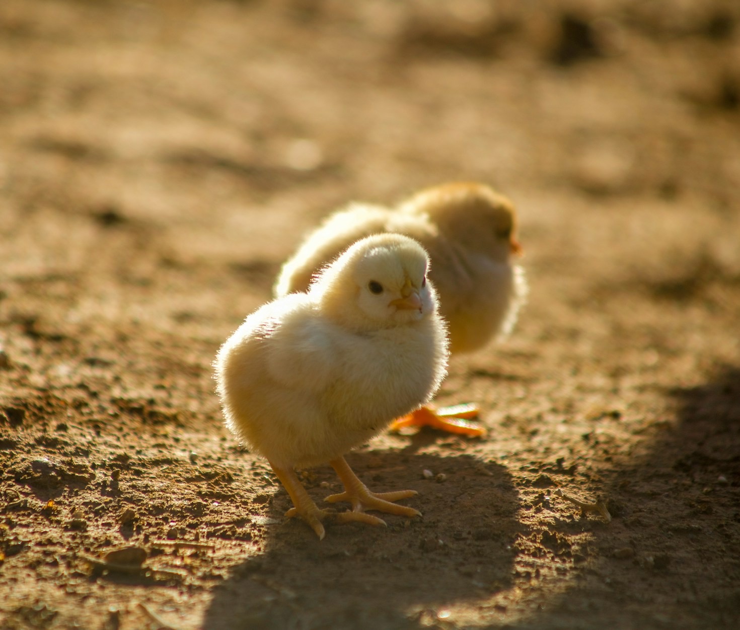 The Benefits Of Professional Poultry Processing